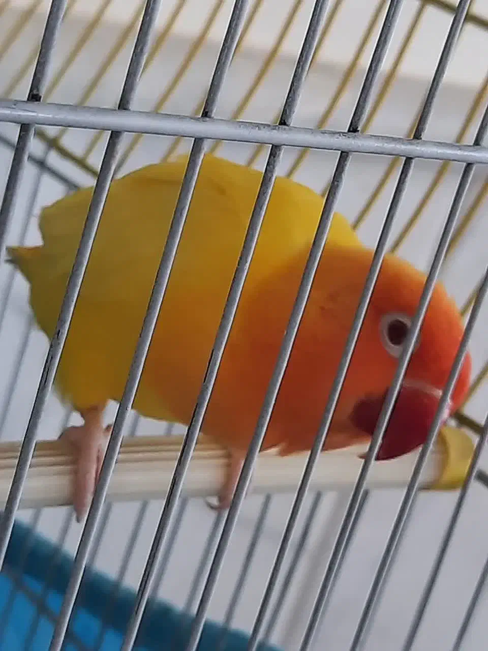 طوطیبرزیلی|پرنده|نیشابور, کوی یغما|دیوار