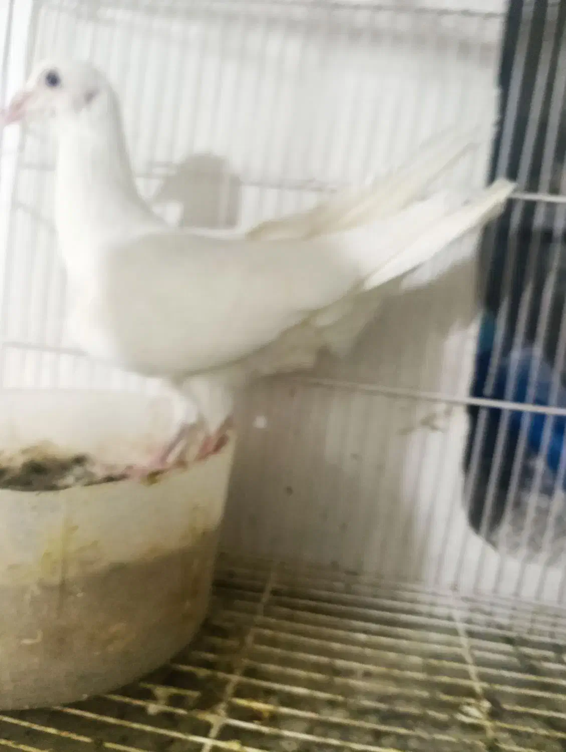 کبوتر قلدور|پرنده|شیروان (خراسان), |دیوار