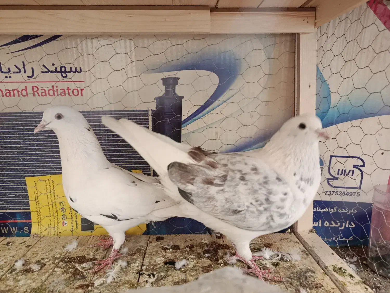 کفتر پرشی|پرنده|شاهین‌شهر, حاجی آباد|دیوار