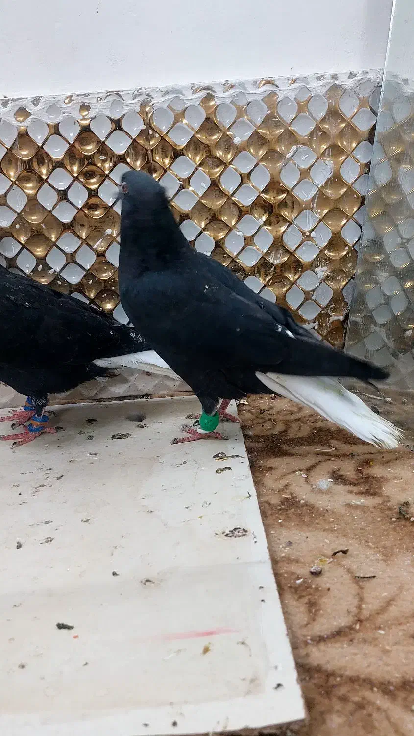 کبوتردم سفید|پرنده|مشهد, انصار|دیوار