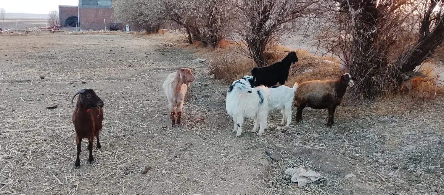 5راس بز محلی|حیوانات مزرعه|قروه, |دیوار