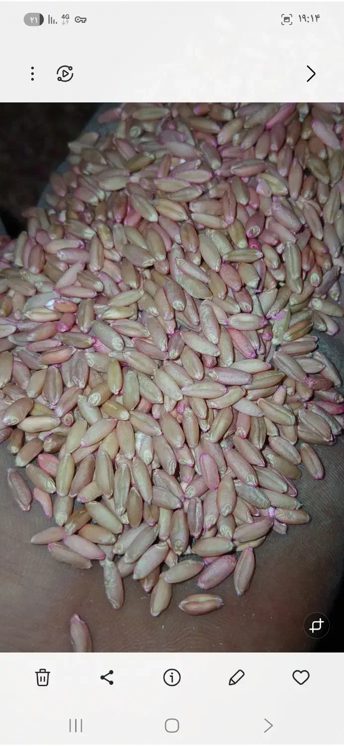 فروش گندم بذر|عمدهفروشی|دیواندره, |دیوار