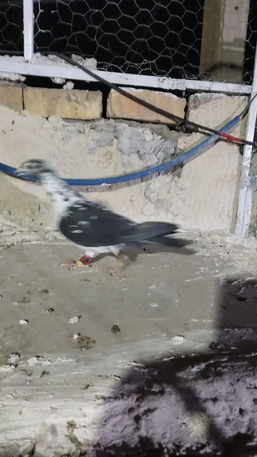 کبوتر|پرنده|کوار, |دیوار