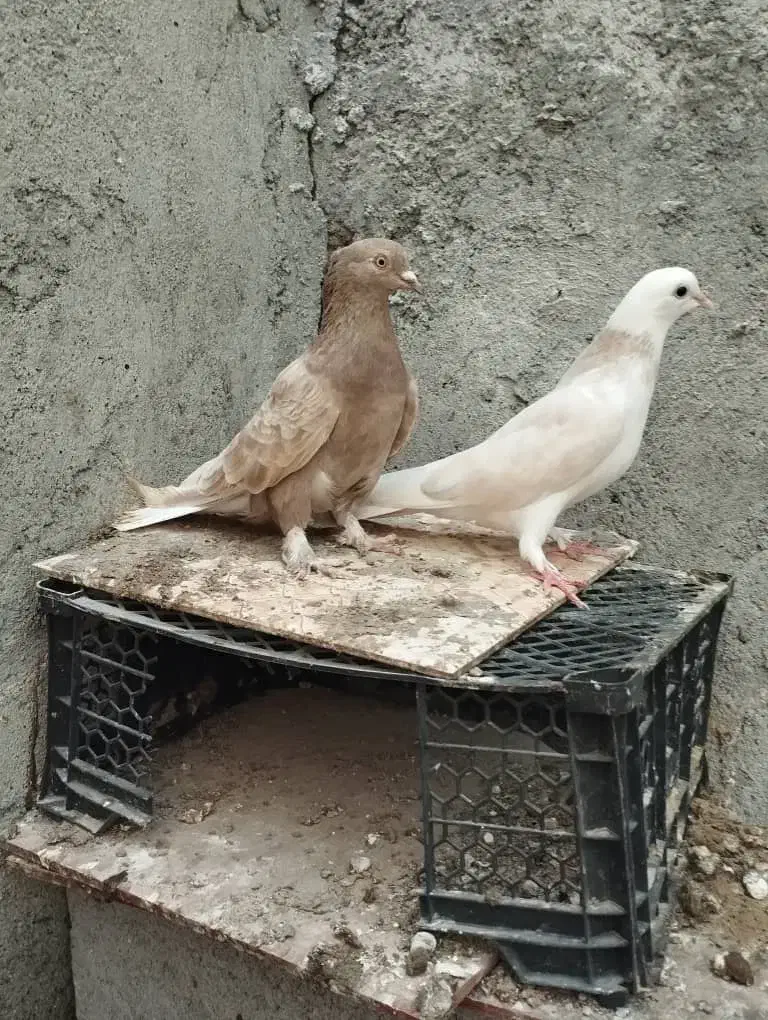 کبوتر گره و نقش|پرنده|میناب, |دیوار