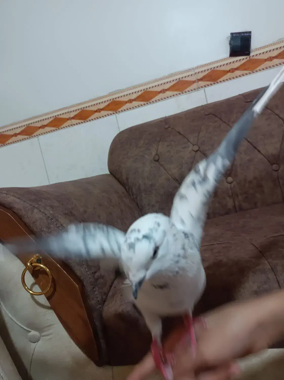 کفتر خوشگلل نژاد قوچی|پرنده|قرچک, میرزائی شمالی|دیوار