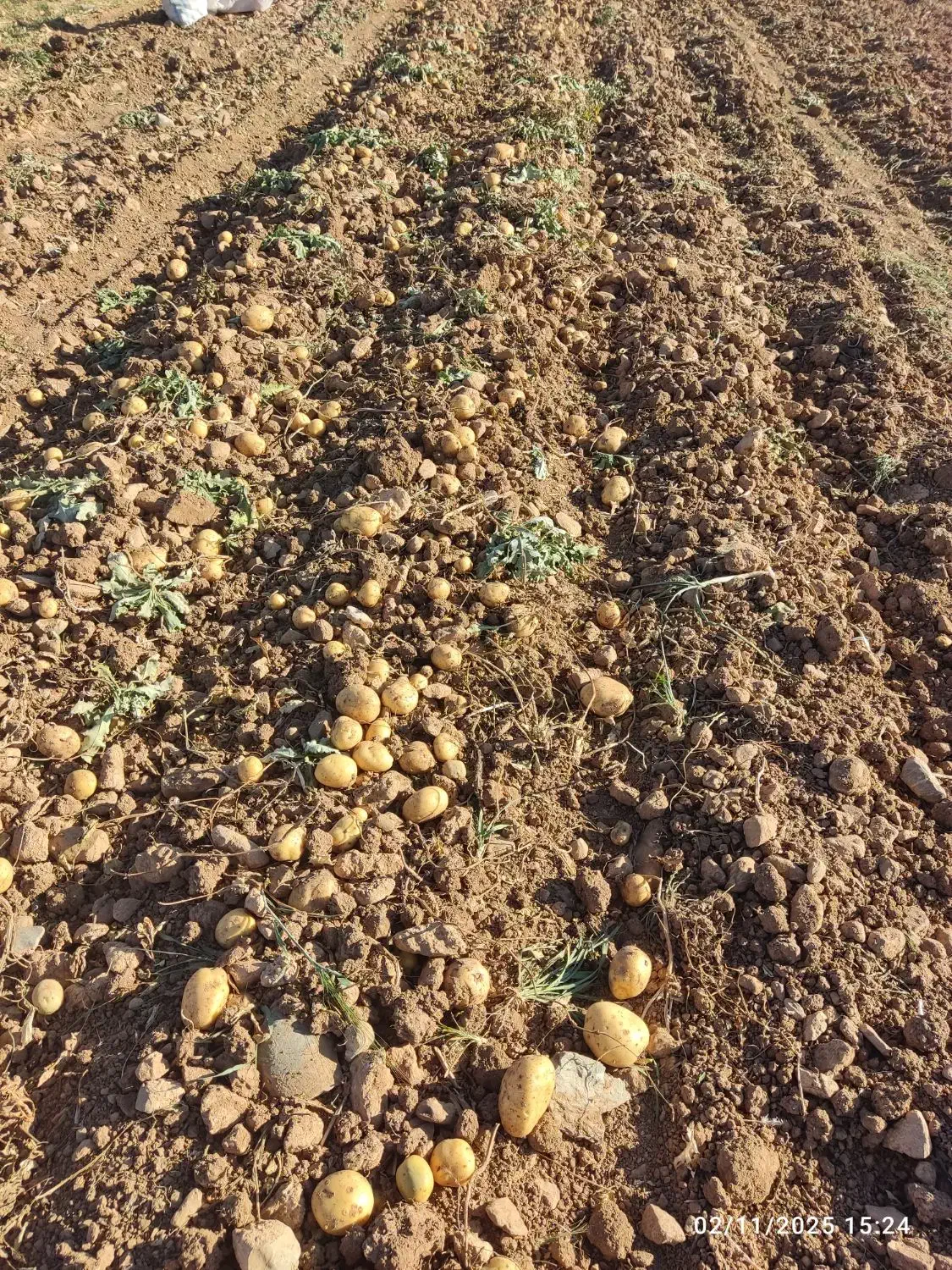 سیب زمینی کلمبا|خوردنی و آشامیدنی|داران, |دیوار