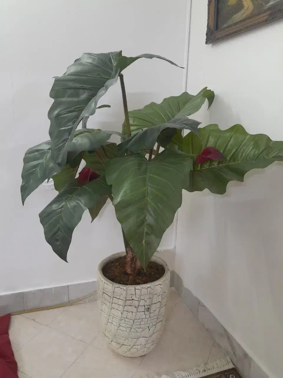 درختچه مصنوعی|گل مصنوعی|مشهد, تربیت (صدف)|دیوار