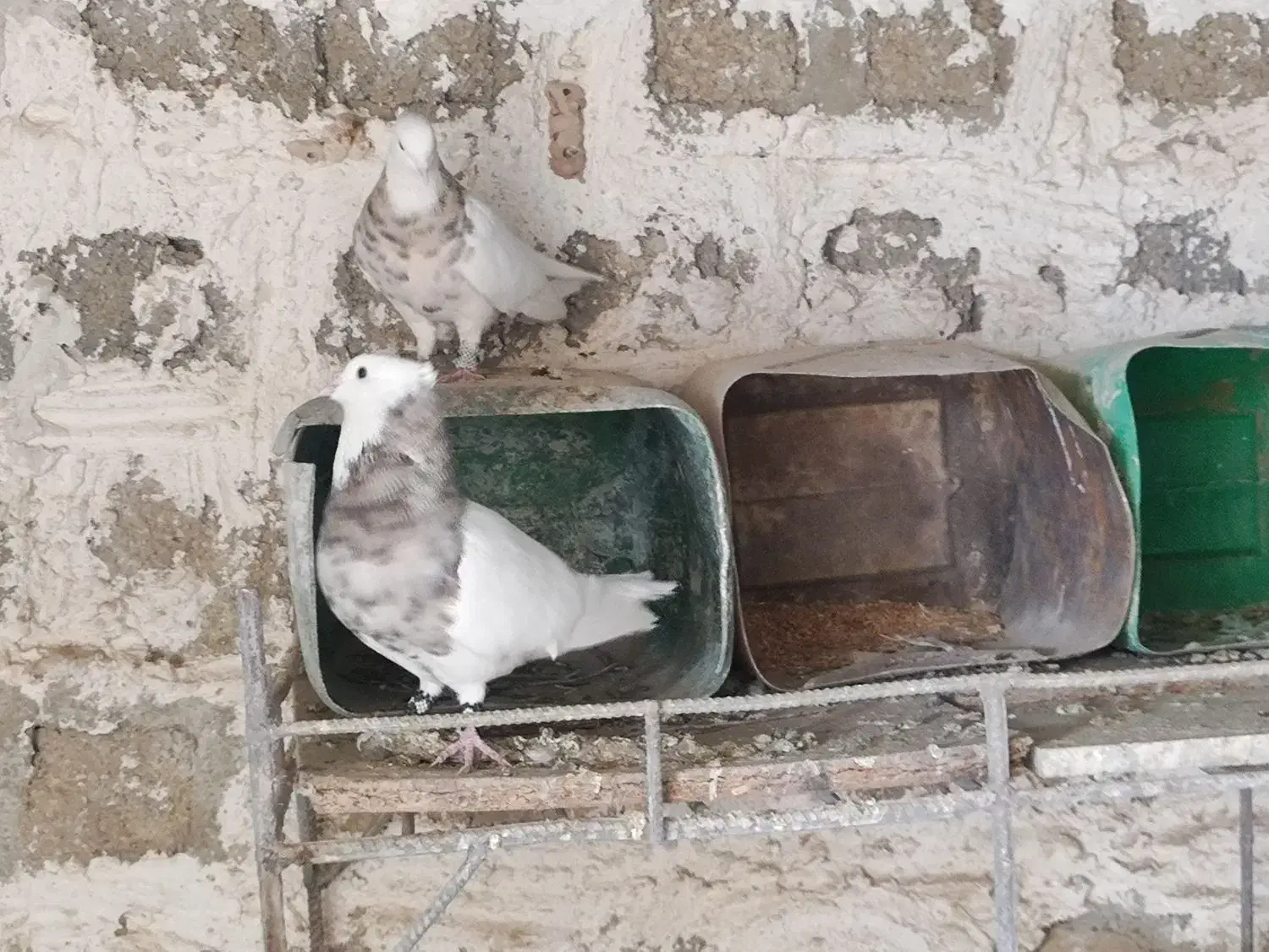 جفت طوق آجری کرمانشاهی بالغ|پرنده|دهدشت, |دیوار