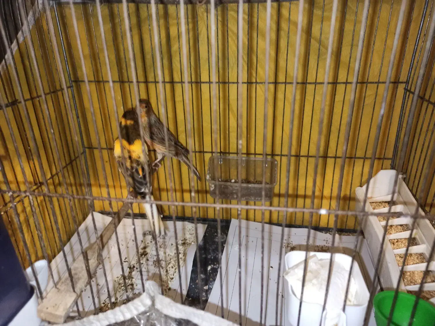 قناری مولد|پرنده|تهران, استخر|دیوار