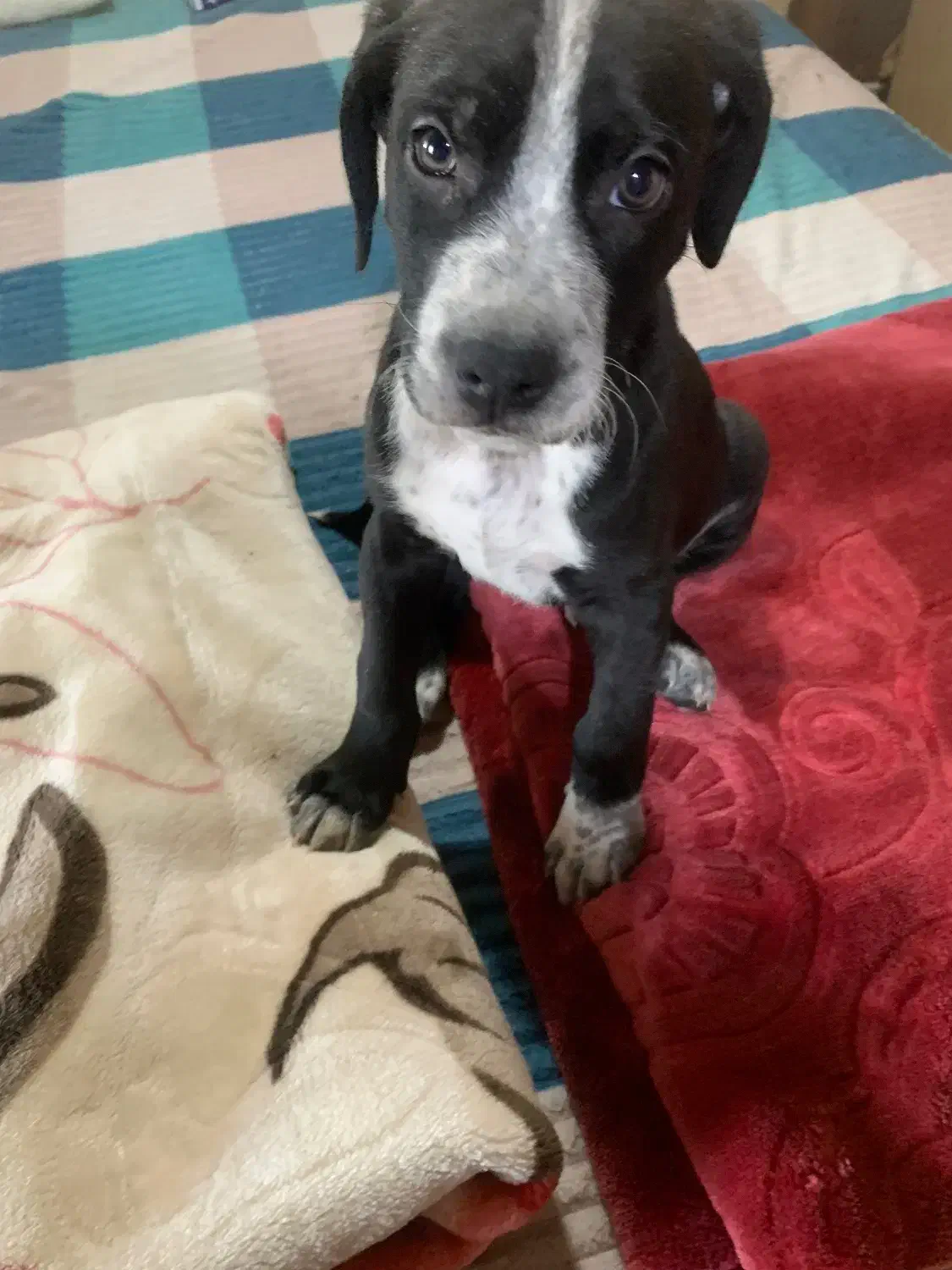 سگ پیت بول اصیل نوزاد|سگ|رباط‌کریم, رباط‌کریم|دیوار