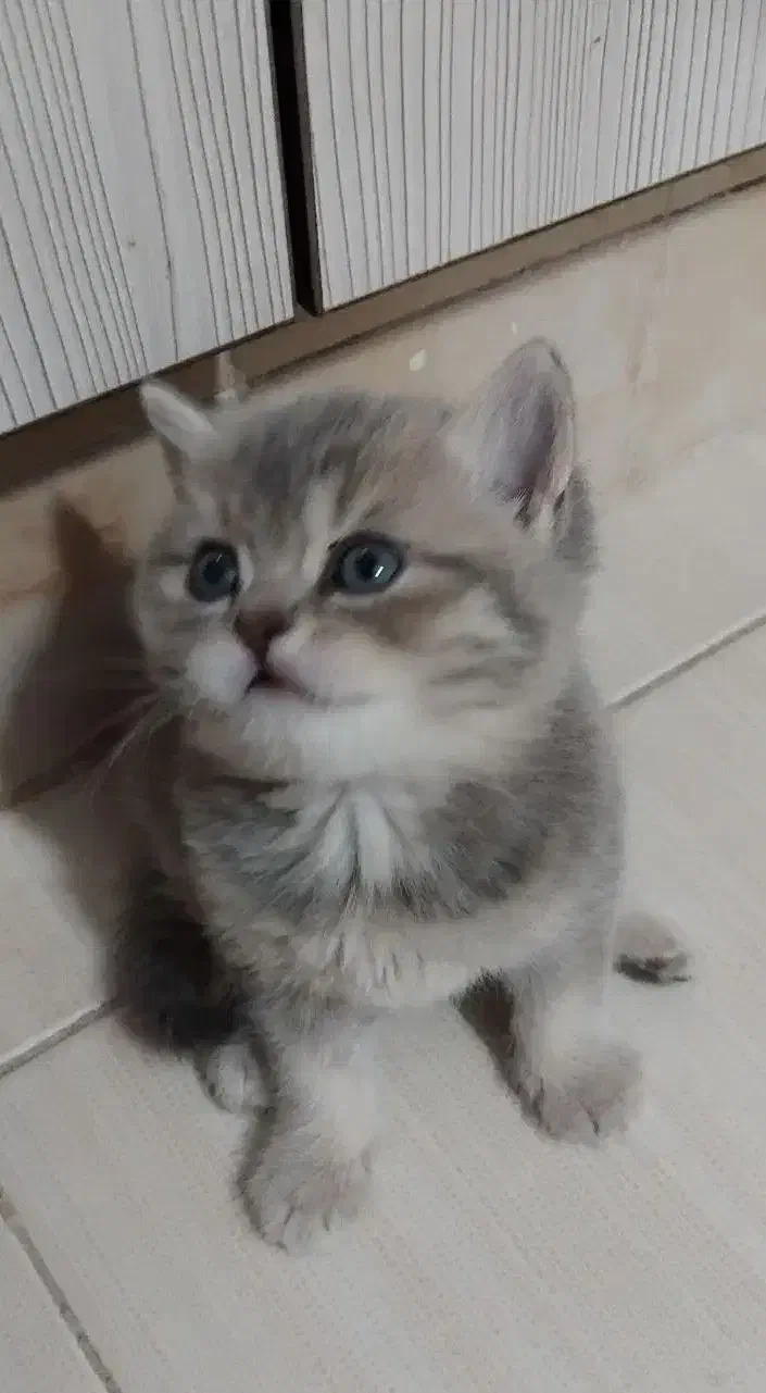 اسکاتیش بریتیش صورت خرسی|گربه|بیرجند, |دیوار