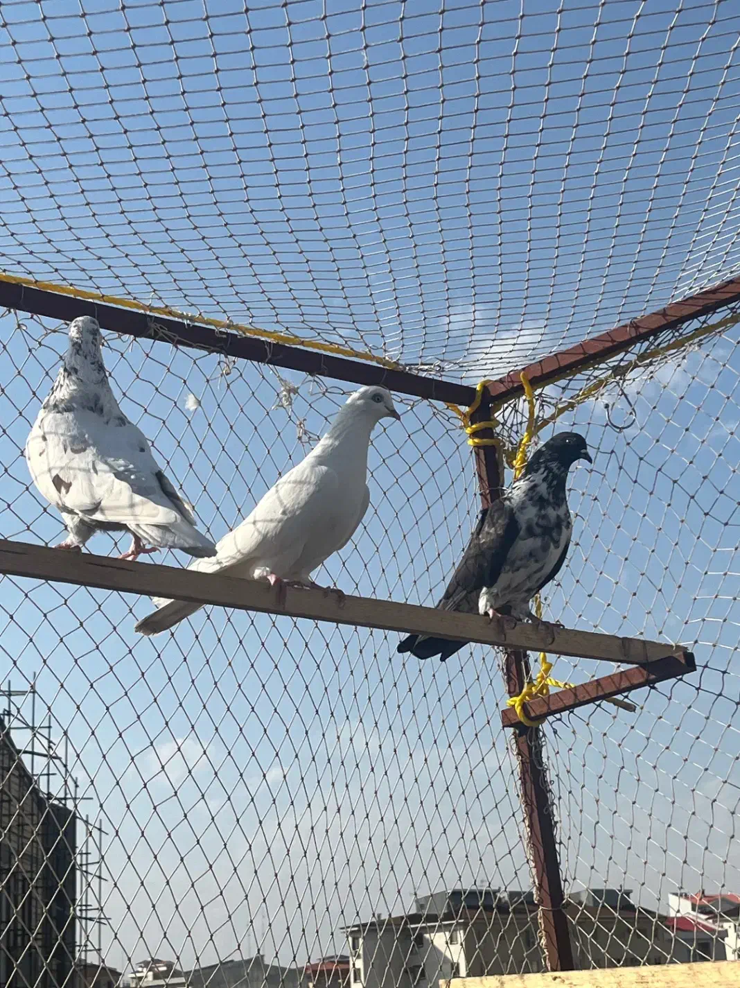 کبوتر|پرنده|رشت, ساغری سازان|دیوار