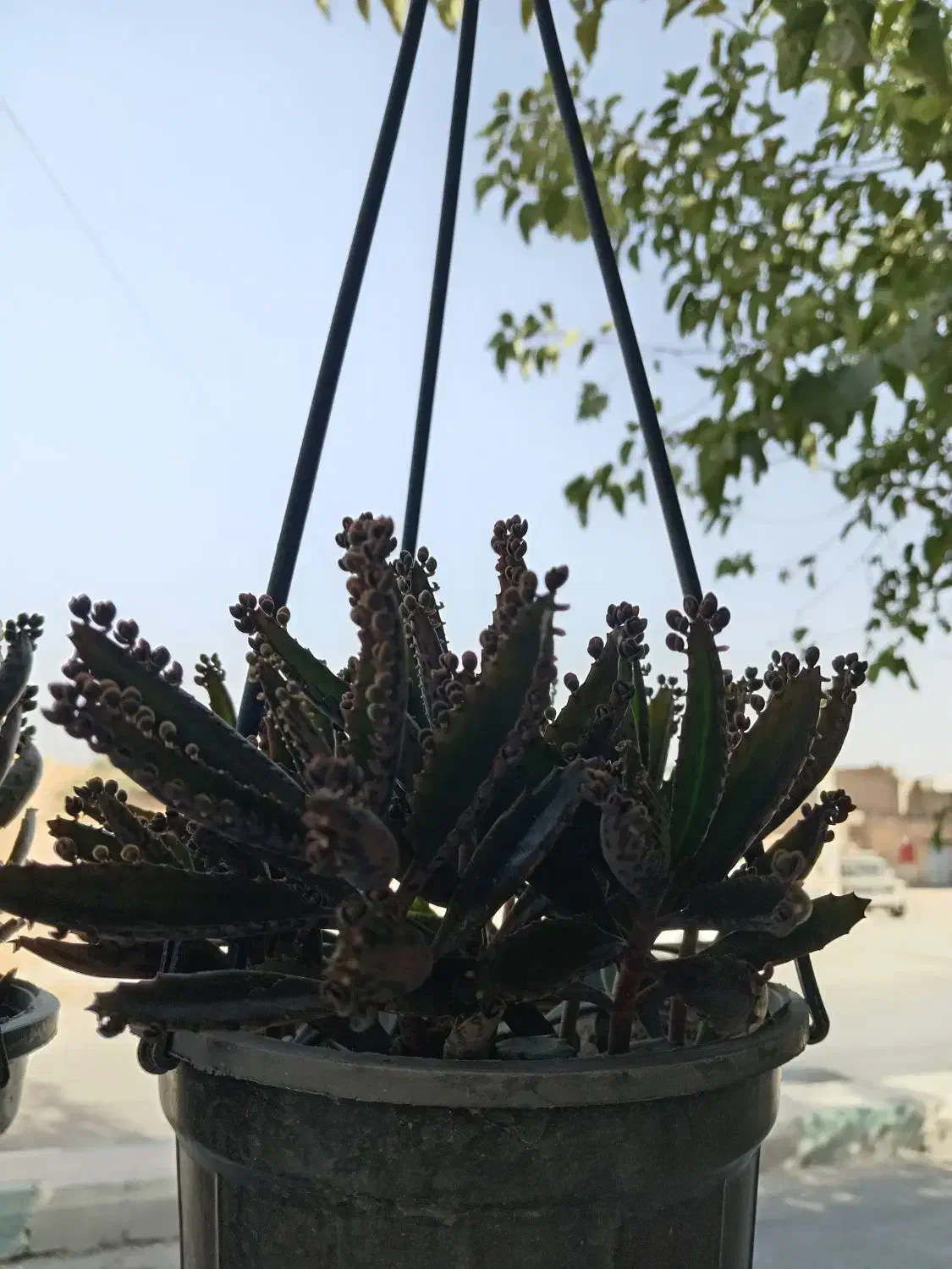 اشگ تمساح|گل و گیاه طبیعی|نجفآباد, جلال آباد|دیوار