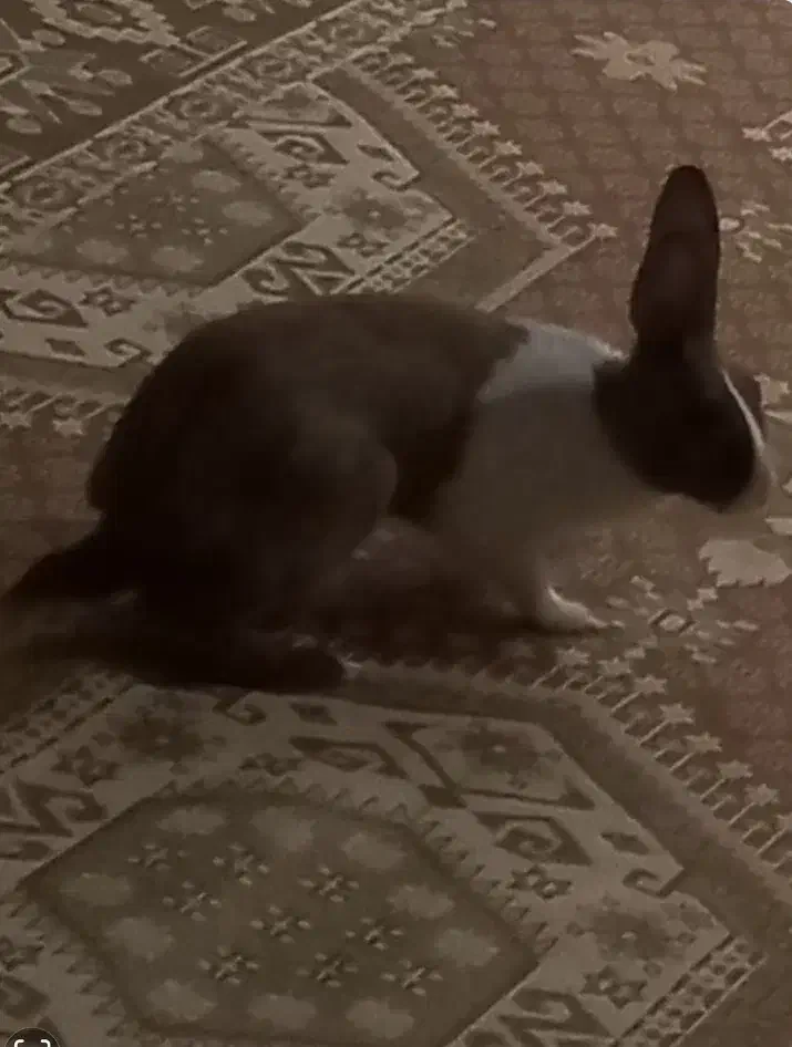 خرگوش ماده ۴ ماهه|موش و خرگوش|قدس, شهرقدس|دیوار