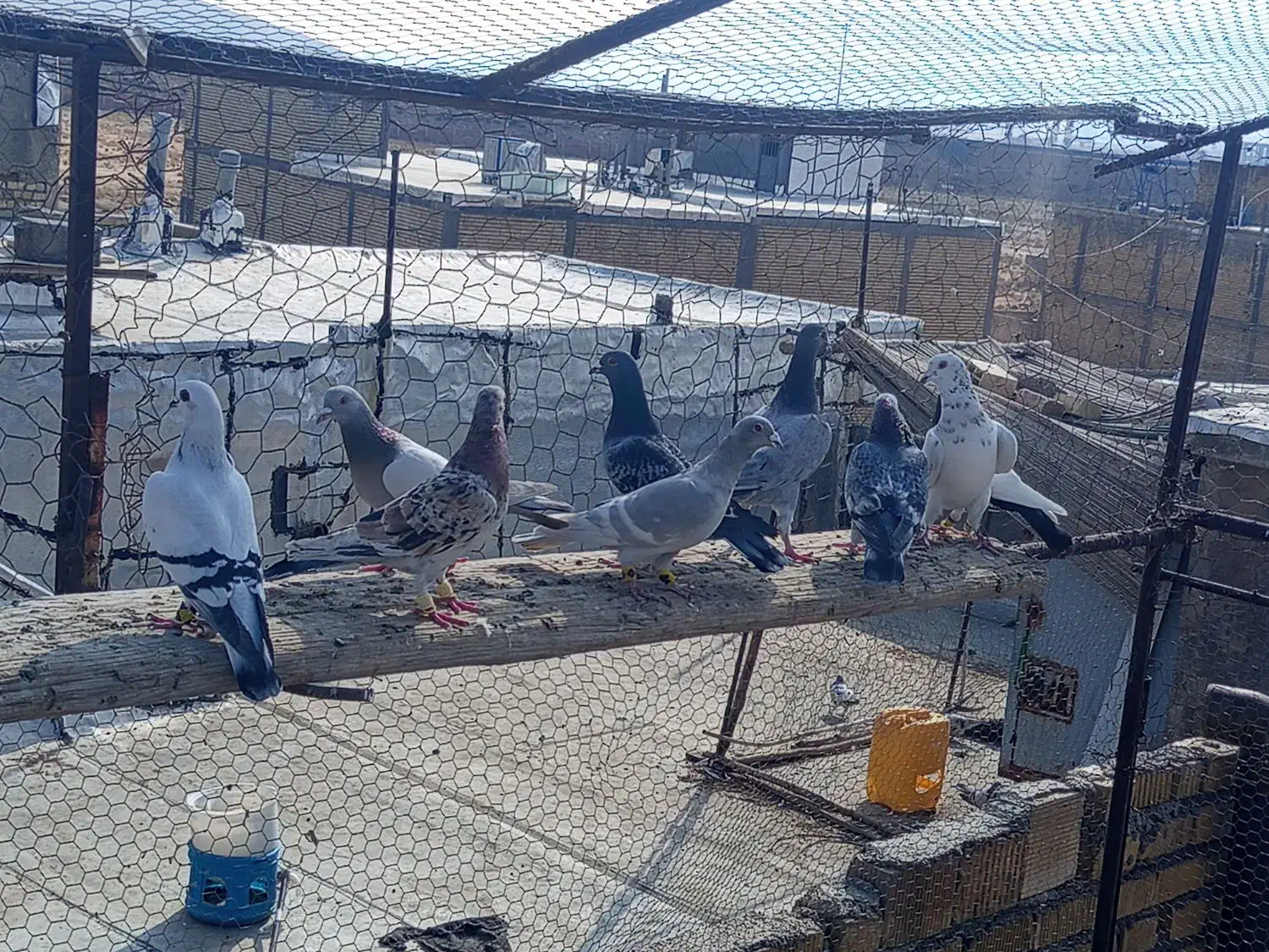 کبوتر کفتر|پرنده|شیراز, شهرک قمشه|دیوار