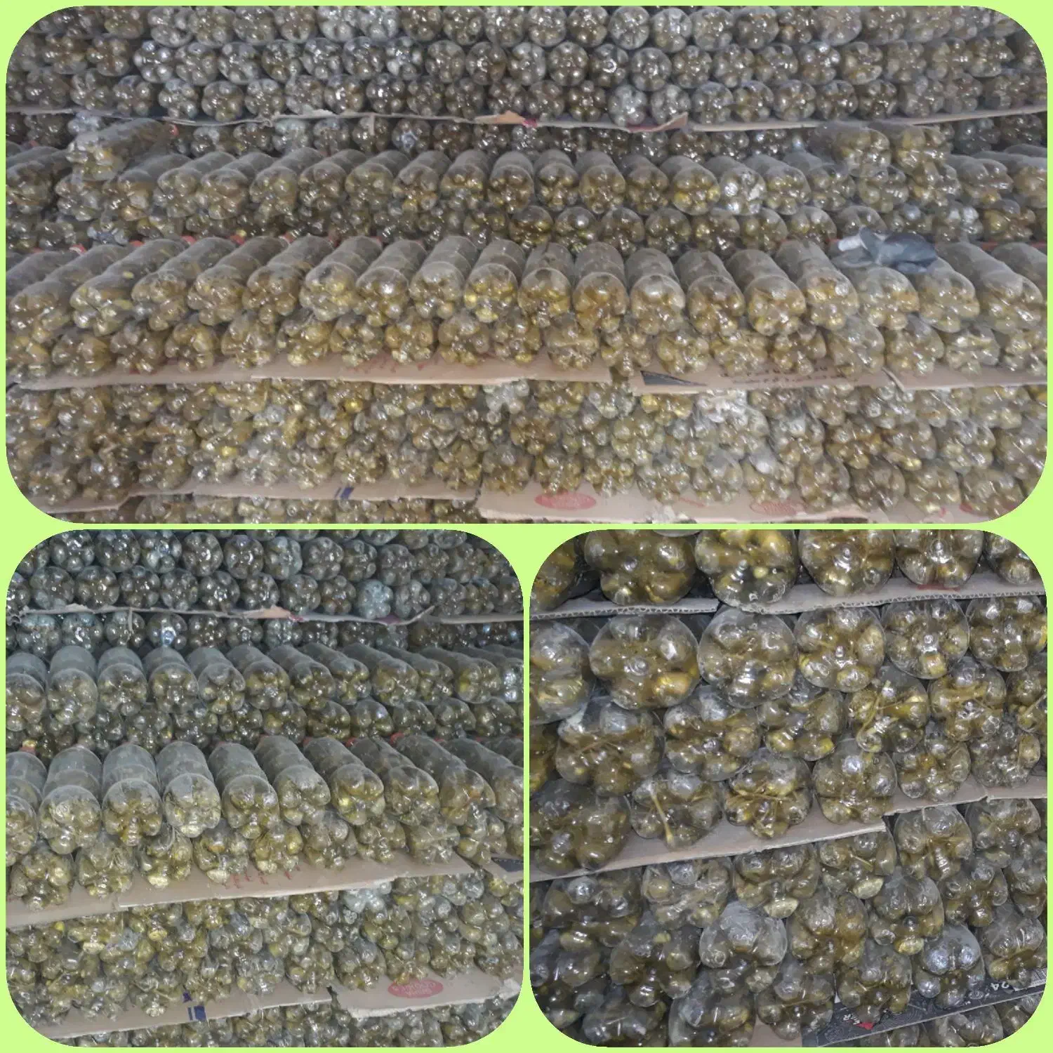 طلای سبز،قیمت باور نکردنی(خیارشور بطری)|خوردنی و آشامیدنی|بهار, |دیوار