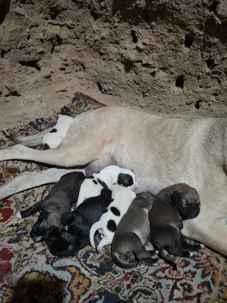 توله کانگال|سگ|سبزوار, کراب|دیوار