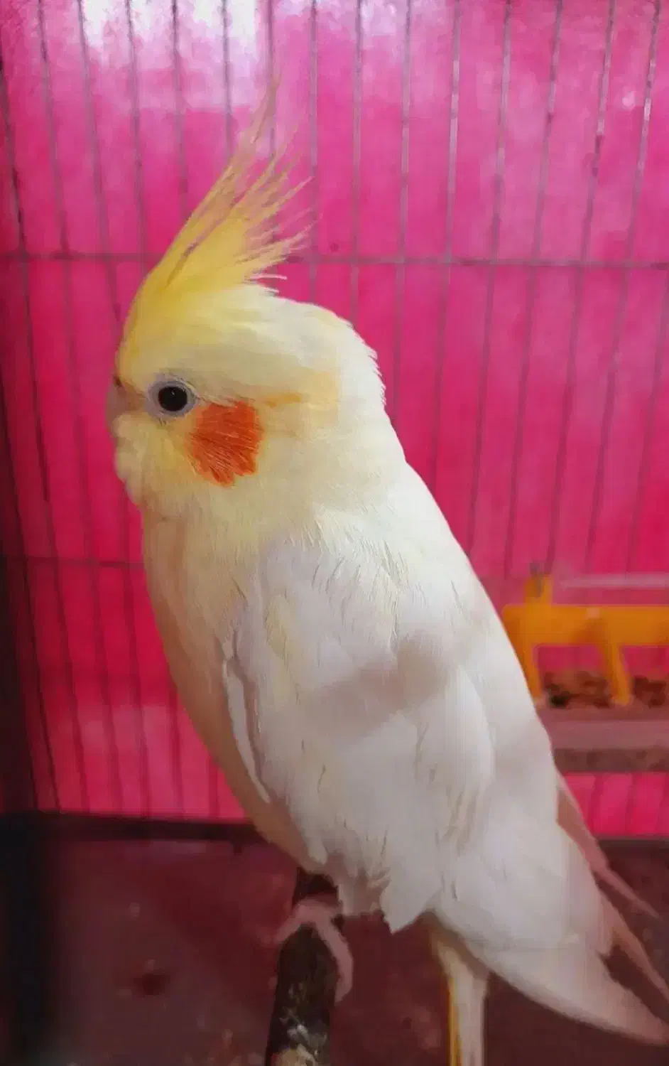 عروس هلندی لوتینو|حیوانات|بم, |دیوار