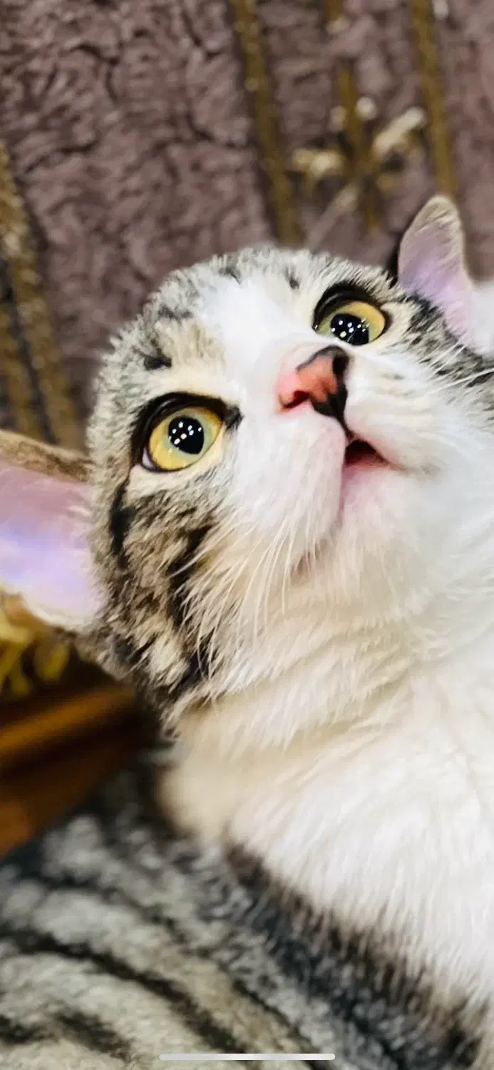 واگذاری رایگان گربه|گربه|تهران, فلسطین (میدان انقلاب)|دیوار