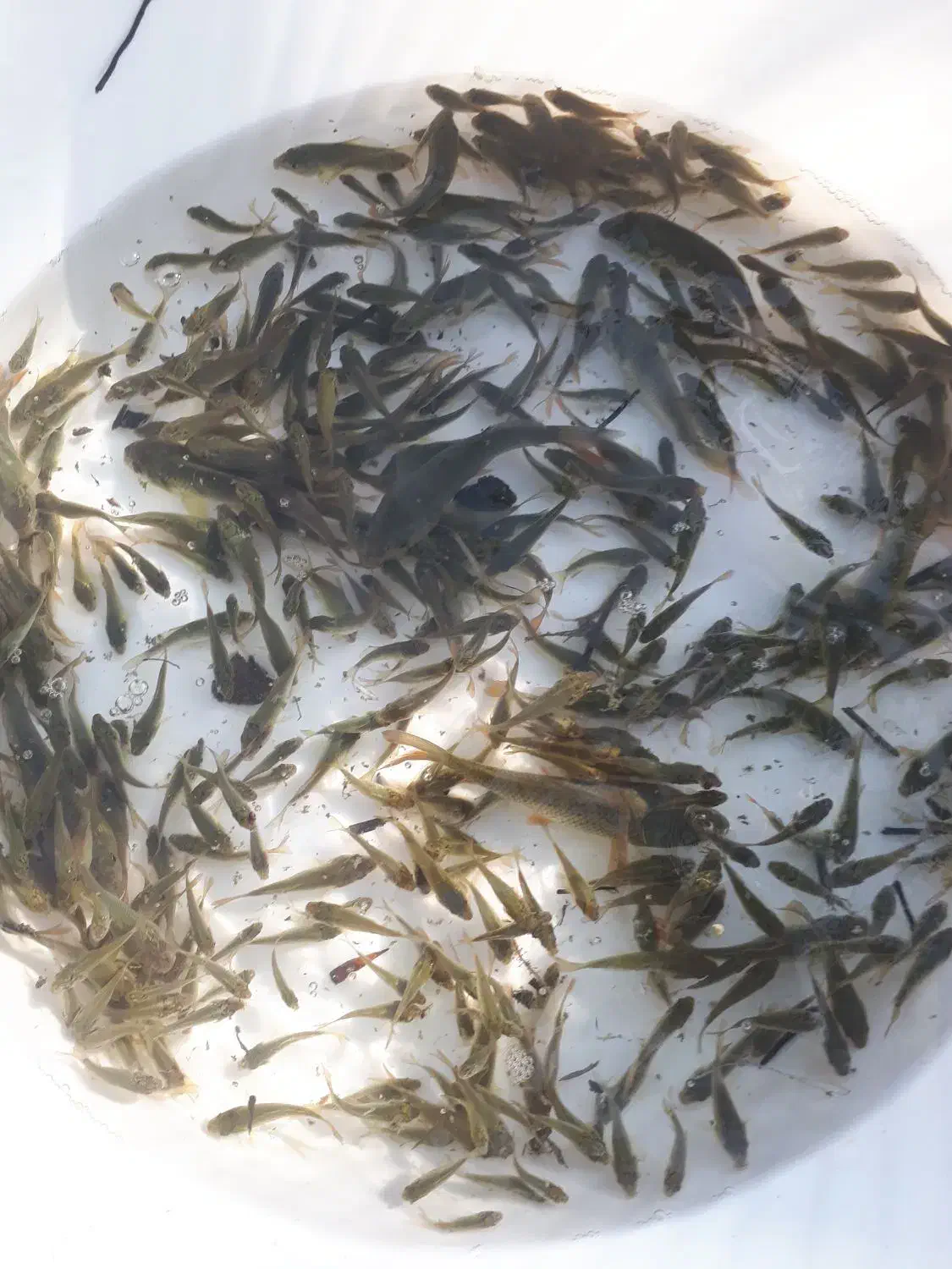 ماهی گرم کپور|ماهی|سنگر, |دیوار