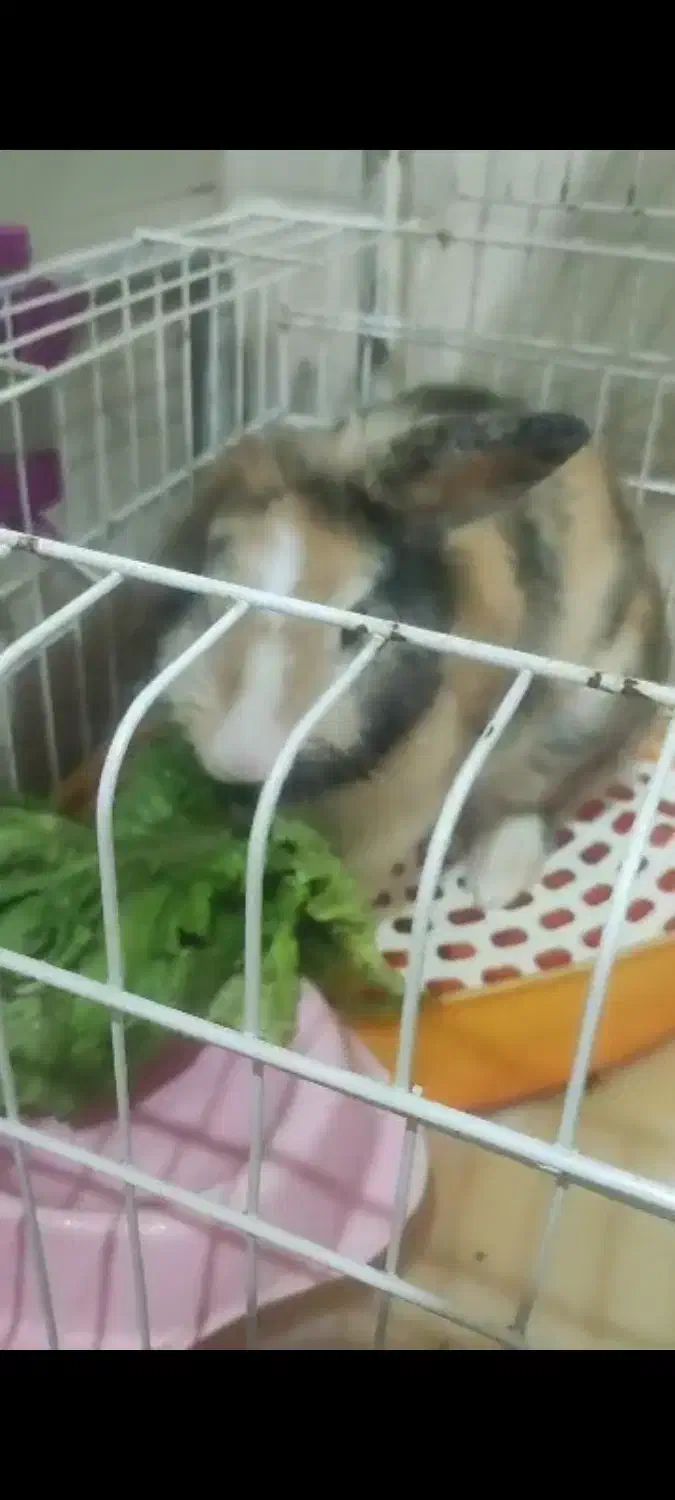 واگزاری یک خرگوش مینی لوپ نر|موش و خرگوش|نسیم‌شهر, |دیوار