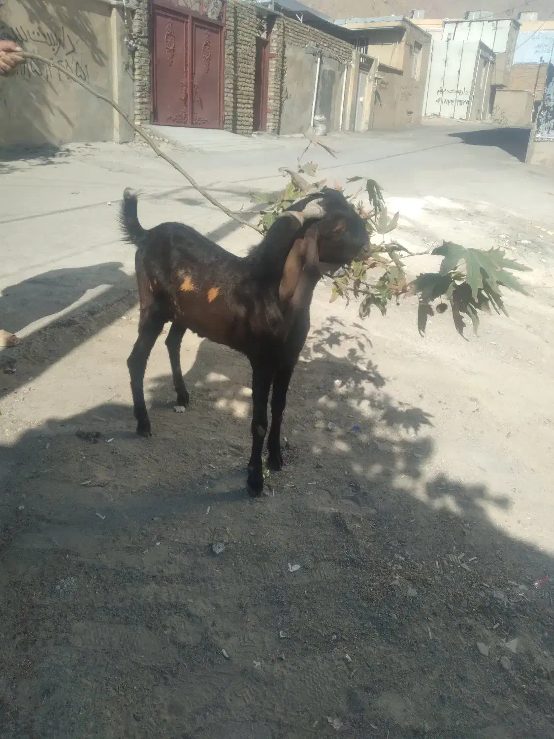 بزغاله نر نژاد هلندی|حیوانات مزرعه|هرسین, |دیوار