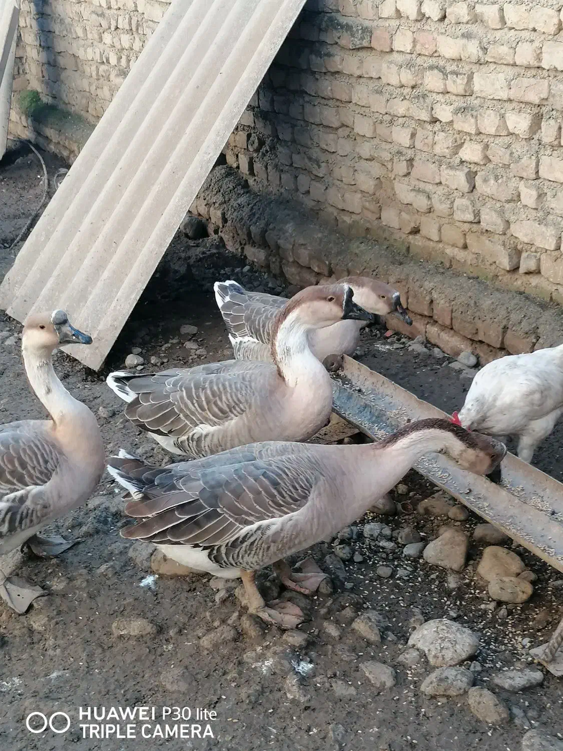 قو غاز|حیوانات مزرعه|جلین, |دیوار