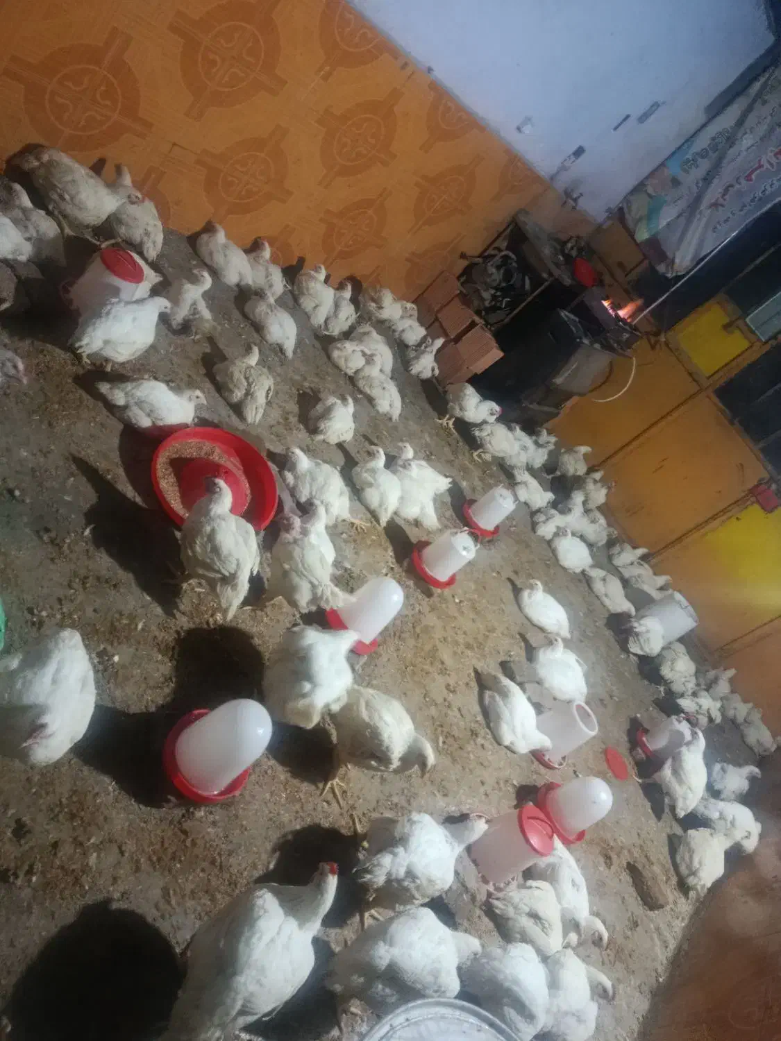 مرغ زنده|حیوانات مزرعه|علیآباد کتول, |دیوار