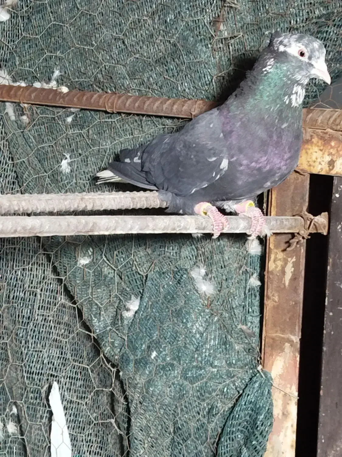 کرز دم سفید نر|پرنده|ایلام, |دیوار