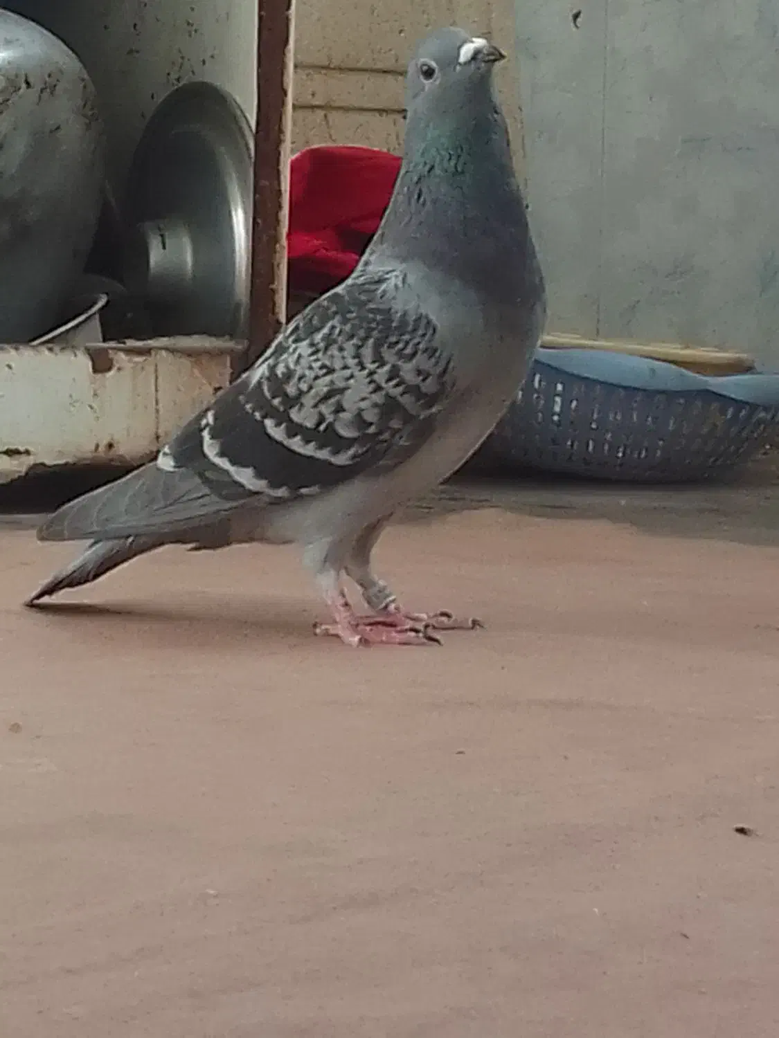 کبوتر پلاکی|پرنده|خرمشهر, |دیوار