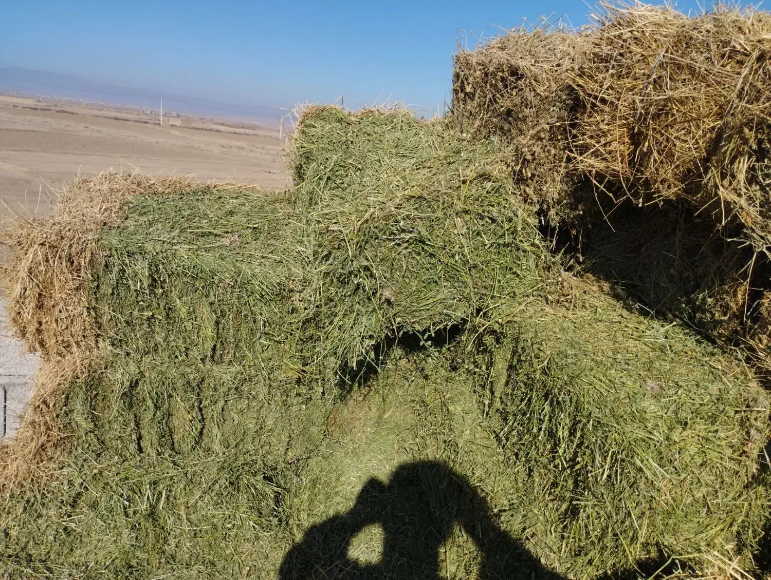 فروش یونجه چین یک ودو|خدمات باغبانی و درختکاری|هریس, |دیوار