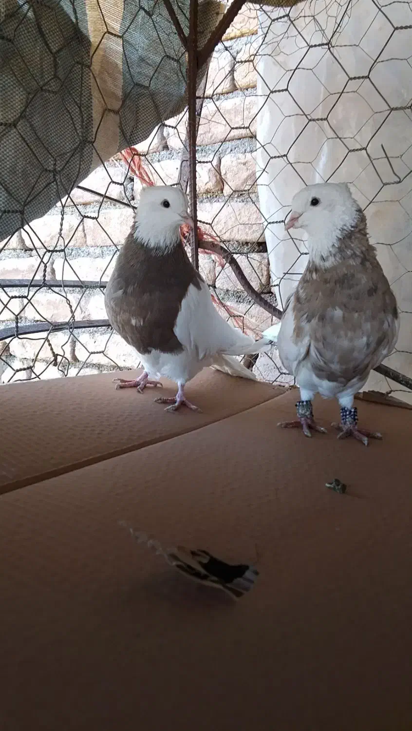 کبوتر طوق|پرنده|سنندج, |دیوار