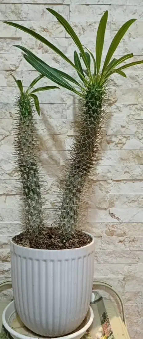 نخل ماداگاسکار ۵۰ سانت|گل و گیاه طبیعی|شهریار, شهرک وائین|دیوار