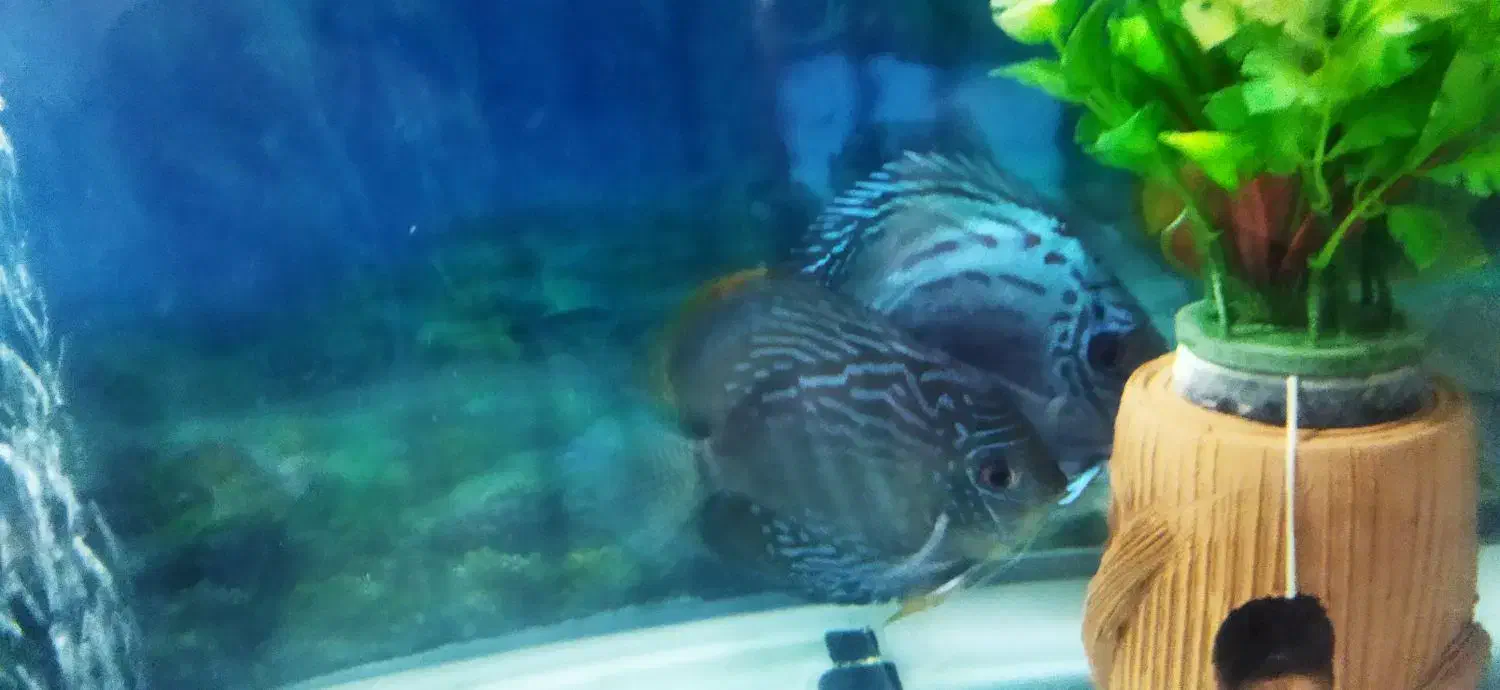 آکواریوم|ماهی|میاندوآب, |دیوار