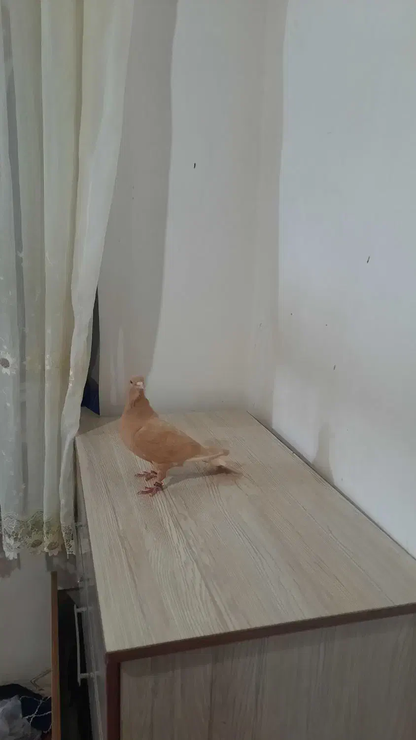 کبوتر|پرنده|اسفراین, |دیوار