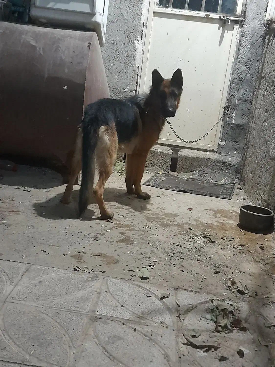 جهت معاوزه|سگ|کرمانشاه, |دیوار