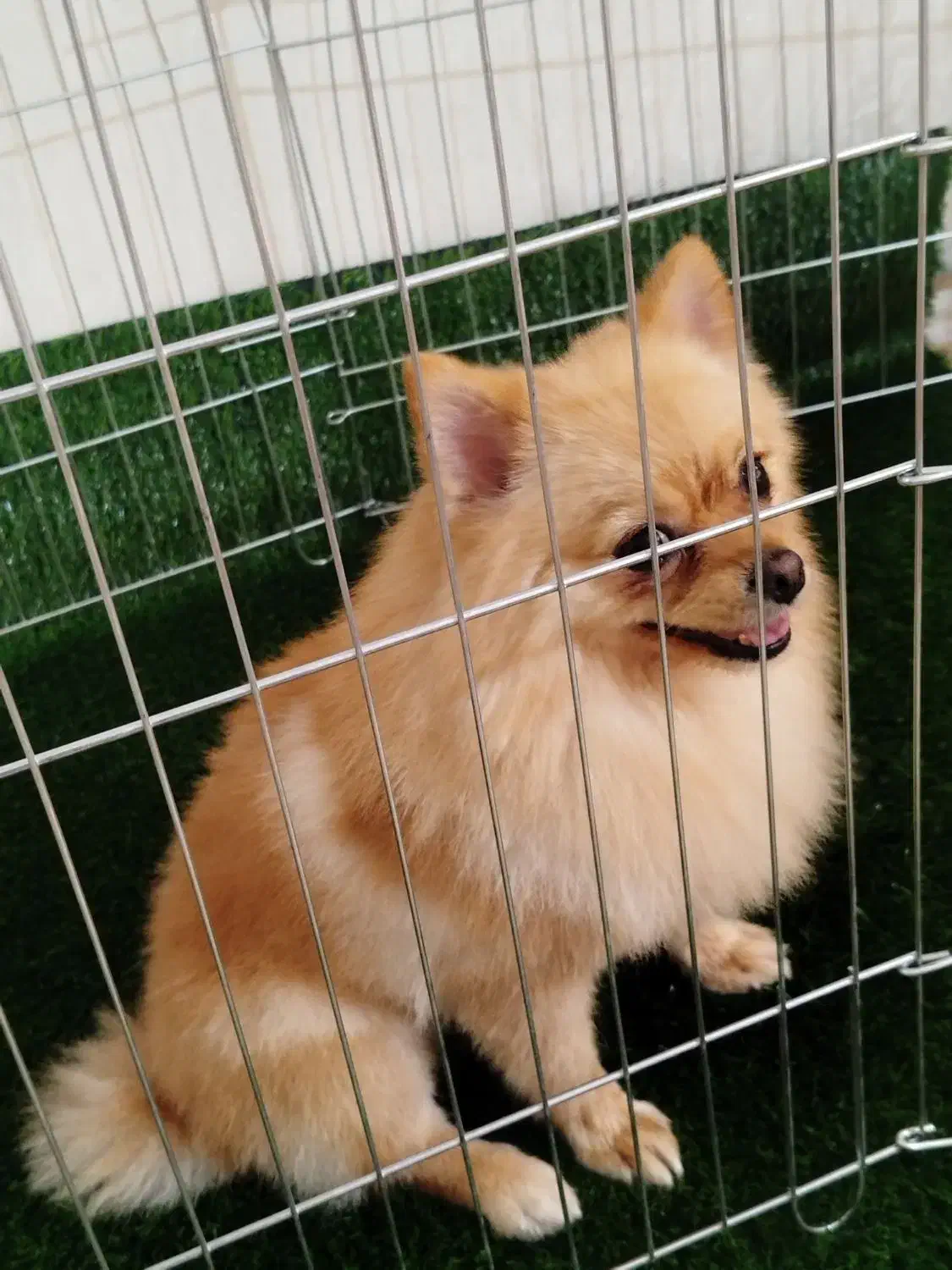 پامرانین روباهی مینی|سگ|نسیم‌شهر, |دیوار