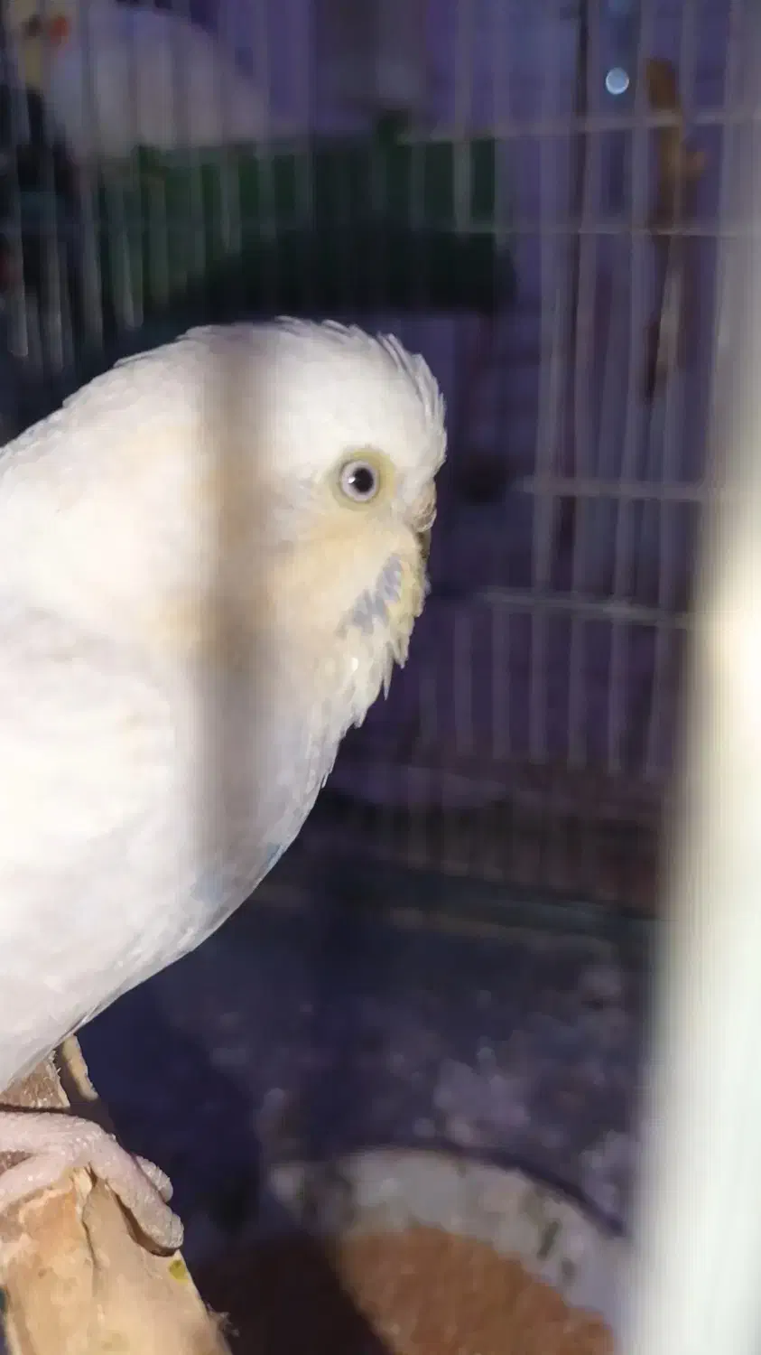 مرغ عشق|پرنده|خان ببین, |دیوار