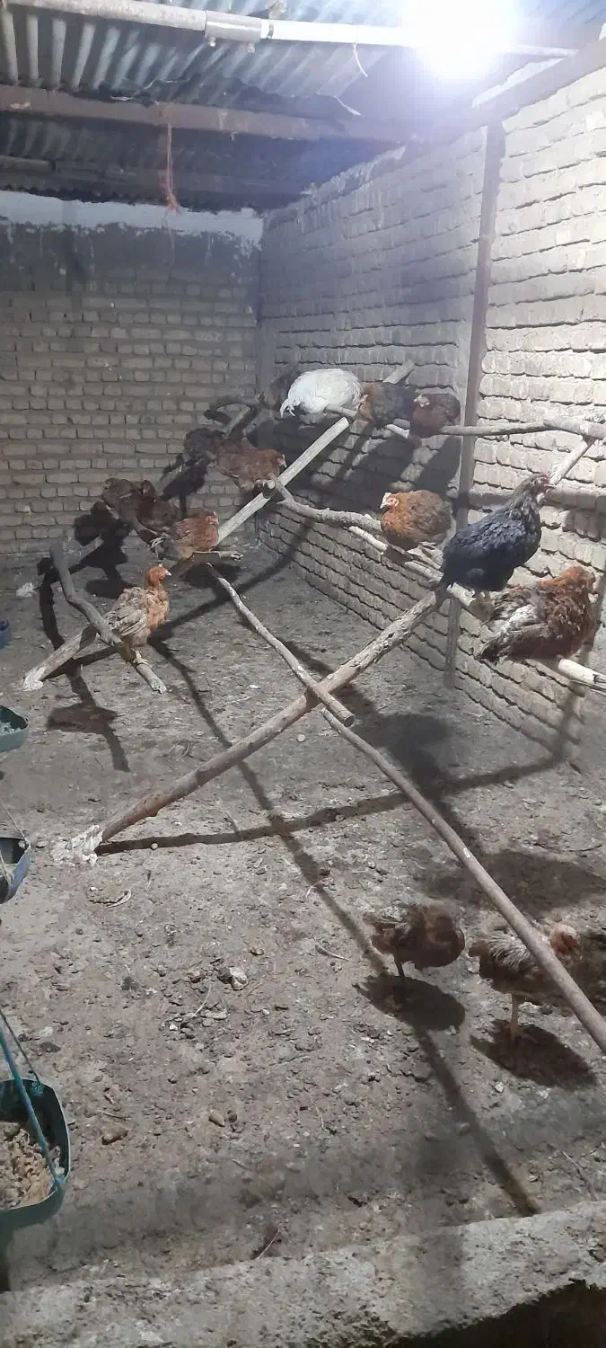 ۲۳ قطعه مرغ گلپایگانی جوان و تخم گذار|حیوانات مزرعه|خاوران, |دیوار