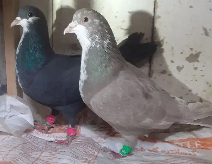 کرباتی،دمسفید|پرنده|مشهد, شهید بصیر|دیوار