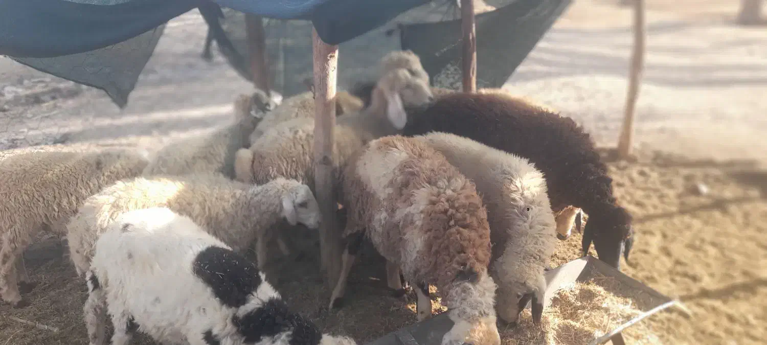 تعداد گوسفند  فروشی  فاریاب|حیوانات مزرعه|فاریاب, |دیوار