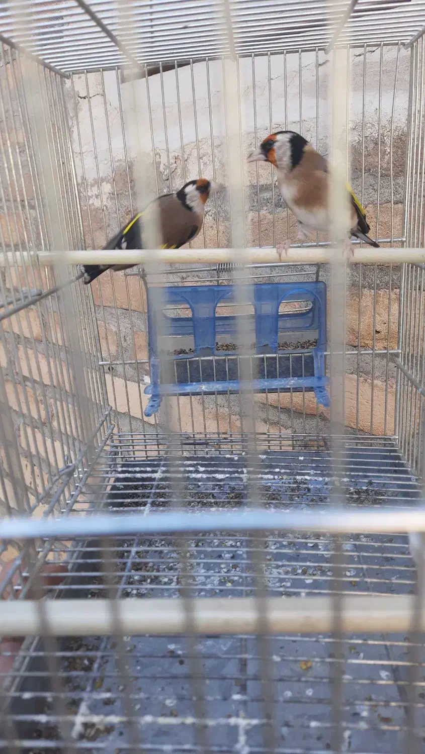 سهره وقناری|پرنده|کرمانشاه, |دیوار