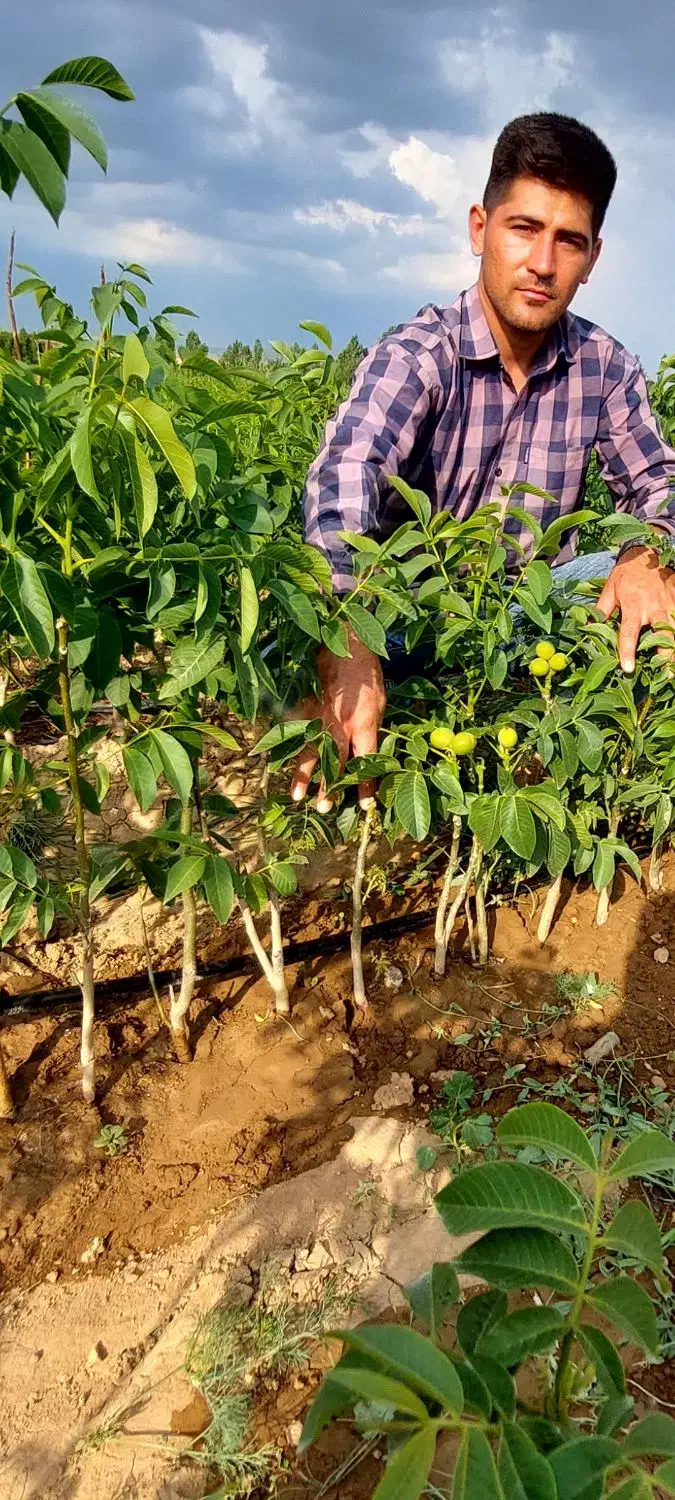 فروش انواع نهال میوه های پیوندی و اصلاح شده|خدمات باغبانی و درختکاری|سنندج, |دیوار