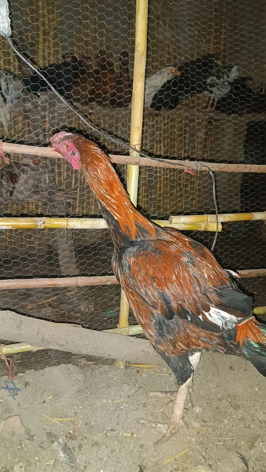 خروس لاری جوان وسالم|حیوانات مزرعه|علیآباد کتول, |دیوار