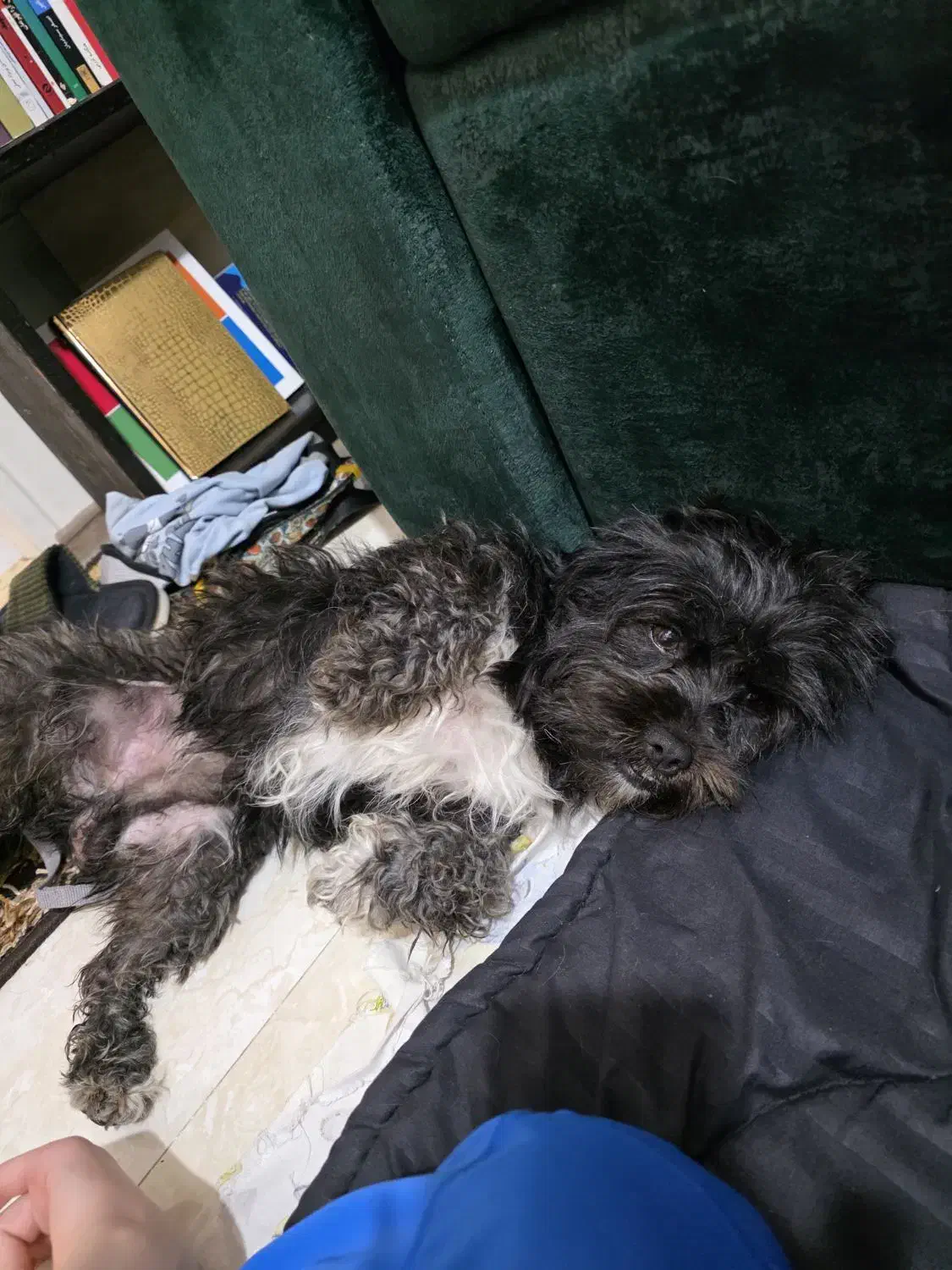 سگ شیتزو پیدا شده|حیوانات|کرج, گوهردشت|دیوار