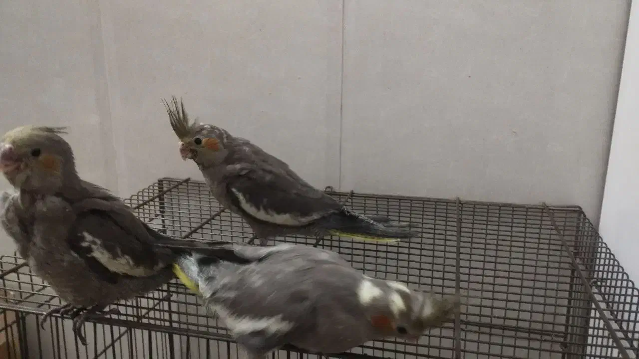 جوجه عروس هلندی|پرنده|یزد, |دیوار