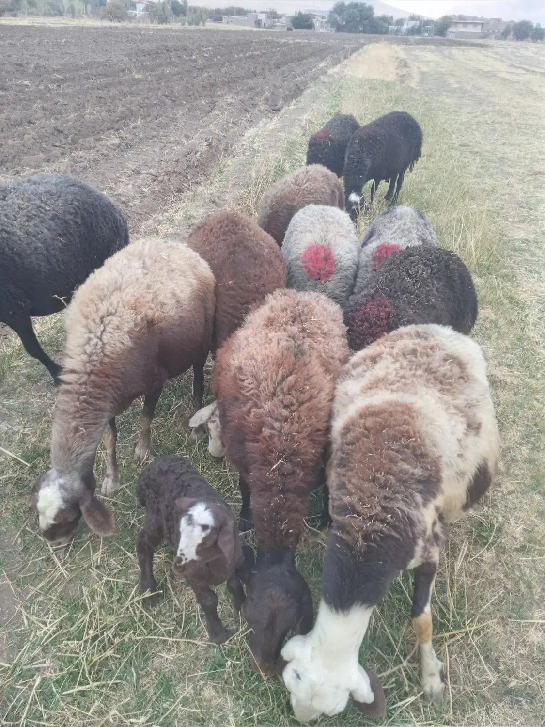 میش داشتی  آبستن  سنگین|حیوانات مزرعه|زالیان, |دیوار