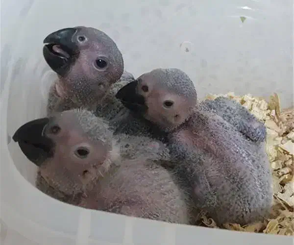 جوجه کاسکو|پرنده|فردیس, نیروگاه برق|دیوار