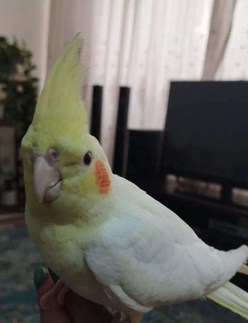 عروس هلندی نر لوتینو دستی|پرنده|شاهینشهر, مسکن مهر|دیوار