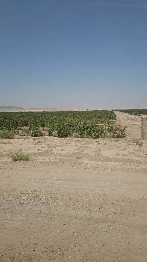 فروش ملک پسته باچاه آب|فروش زمین و ملک کلنگی|ابرکوه, |دیوار